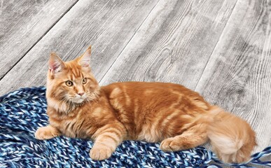 Cute young smart cat pet