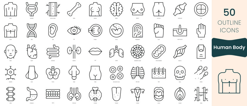 Set of human body icons. Thin linear style icons Pack. Vector Illustration