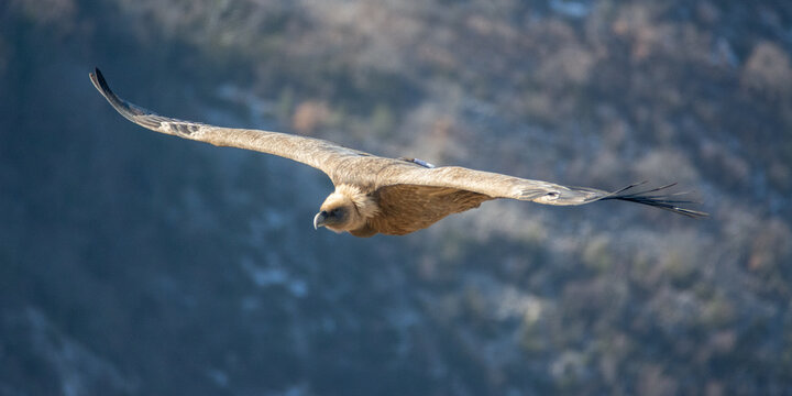 Vautour fauve en Baronnies Proven&ccedil;ales, France