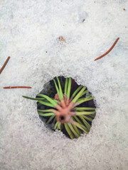 Pine tree small branch sheltering under snow top down view on hidden circular wheel shaped blurred...