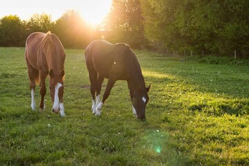 Idyllic shot of two horses on a meadow, in the background the sun is setting.