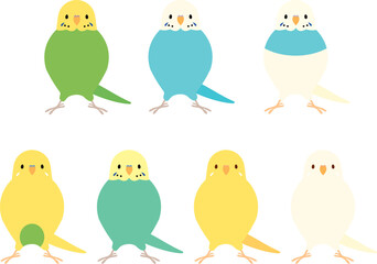 セキセイインコ