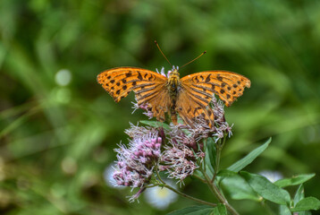 Schmetterling, Falter, Kaisermantel, Schmetterling des Jahres, 2022, Flügel, Muster, Farbe, Struktur, filigran, zerbrechlich, Fühler, Blume, Blüte, Nektar, ausgefranst, Perlmuttfalter, Spannweite, ora
