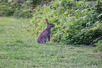 Full body shot of a hare on a green meadow in front of a bush.