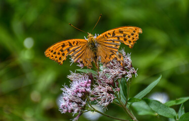 Schmetterling, Falter, Kaisermantel, Schmetterling des Jahres, 2022, Flügel, Muster, Farbe, Struktur, filigran, zerbrechlich, Fühler, Blume, Blüte, Nektar, ausgefranst, Perlmuttfalter, Spannweite, ora