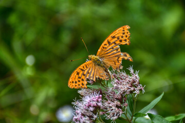 Schmetterling, Falter, Kaisermantel, Schmetterling des Jahres, 2022, Flügel, Muster, Farbe, Struktur, filigran, zerbrechlich, Fühler, Blume, Blüte, Nektar, ausgefranst, Perlmuttfalter, Spannweite, ora