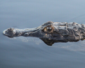 Cabe&ccedil;a de jacar&eacute; para fora d'&aacute;gua no Pantanal de Bar&atilde;o de Melga&ccedil;o, Mato Grosso
