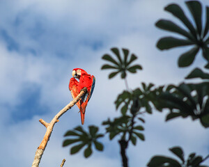 Arara vermelha fotografada de baixo pqra cima, contra ceu azul com moldura de folhas no Pantanal de Barão de Melgaço, Mato Grosso