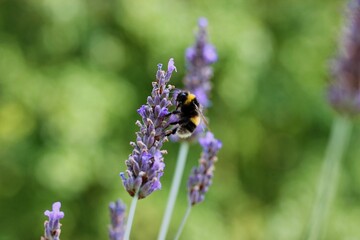 Summer image of a bee surrounded by lavender, diffuse background.