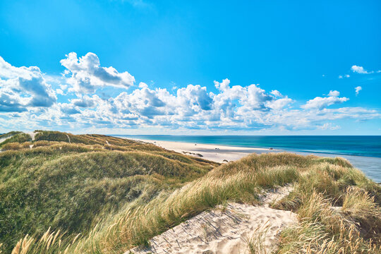 vast dunes at the coast of denmark. High quality photo