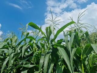 Obraz premium 옥수수