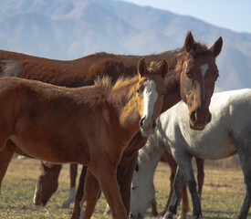 Mare with foal run on field against mountain view