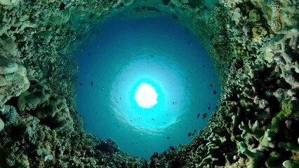 Marine life sea world. Underwater fish reef marine. Tropical colourful underwater seas.