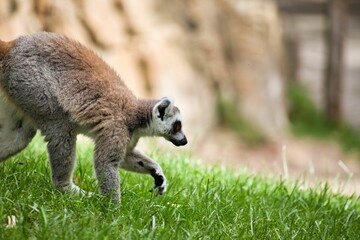 Fototapeta premium Full body close-up of a lemur taken from the side in a meadow, with a rock wall in the background.