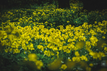 field of yellow flowers