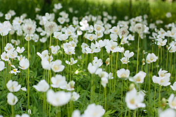 Green pattern from Anemone sylvestris. White little flowers backdrop. Colorful background. Beautiful summer natural colors