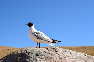 black-headed Sea Gull on Rock Blue Sky