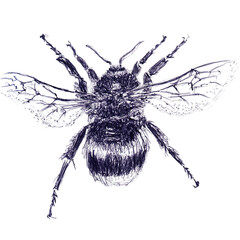 Single big wild bumblebee. Hand drawn sketch with ballpoint pen on paper texture. Isolated on white. Bitmap