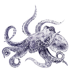 Deep sea octopus closeup . Hand drawn sketch with ballpoint pen on paper texture. Isolated on white. Bitmap