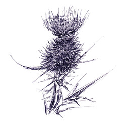 Single flower of wild burdock. Hand drawn sketch with ballpoint pen on paper texture. Isolated on white. Raster image