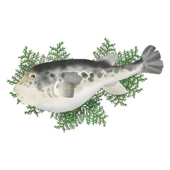 水彩タッチ　ヒバの葉にのったフグ © TARA