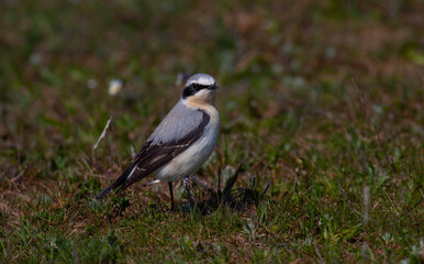 little bird watching on the grass, Northern Wheatear, Oenanthe oenanthe