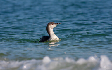 large waterfowl in its natural habitat, Black-throated Loon, Gavia arctica	