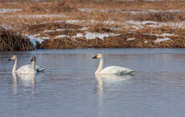 large waterfowl in its natural habitat, Tundra Swan, Cygnus columbianus