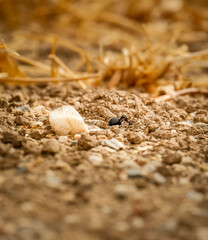 A macro shot of an ant