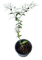 Andrographis paniculata herb in black plastic pot on white background, medicinal properties to help relieve cold symptoms and prevent corona virus.