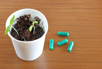 A recycled paper cup with germinated seeds, next to pills or medicines. Concept of traditional...