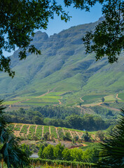 Fototapeta na wymiar Wine growing area in the wine region and town of Stellenbosch