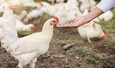 Grain, chicken farming and woman hands on free range poultry farm, environment and agriculture...