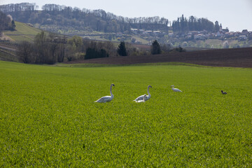 Schwäne in einem Feld 