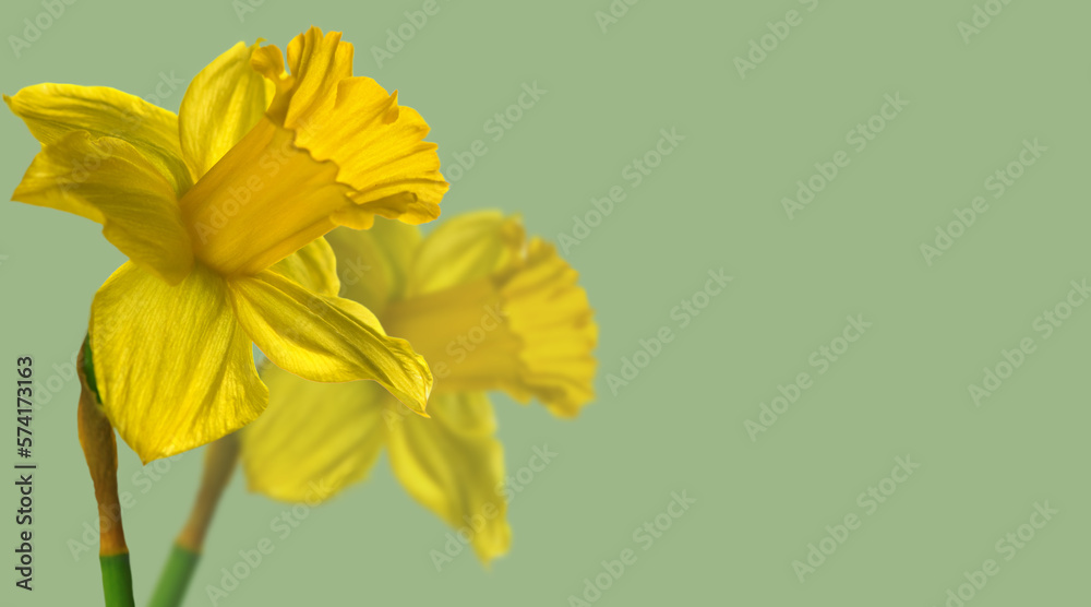 Canvas Prints Narcissus, couple yellow Daffodil flowers isolated on green background, close up. Beautiful Spring Easter daffodils flower art design