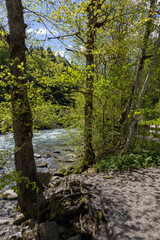 Gebirgsfluss in den Alpen von Wald umgeben 