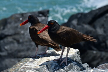 oyster catcher on Rock with chick chile South America