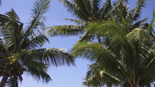 Coconut palm trees against blue sky and windy