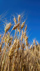 Close up of ripe wheat ears against blue sky. Yellow agriculture field with ripe wheat. Vertical Golden wheat field, Selective focus.