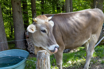 Kuh in den Alpen auf einer Farm beim trinken 