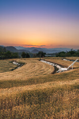 Fototapeta premium Wheat crop field sunset Landscape. Landscape of agricultural grain crops in harvest season, Golden wheat field and sunset sky, Ears of golden wheat. Background of ripening ears of meadow wheat field