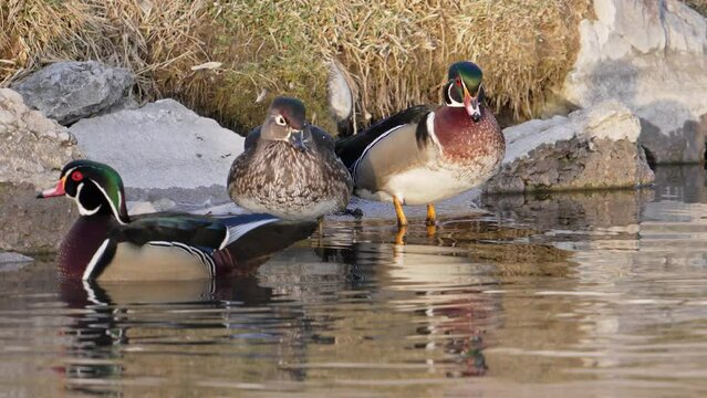 Wood Ducks standing at the edge of a pond in Utah.