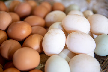 Brown and White Eggs