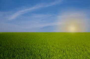 Fototapeta na wymiar Fresh green rice fields, clear sky,