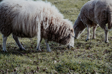 Obraz na płótnie Canvas Wooly sheep with long coat on green pasture in winter