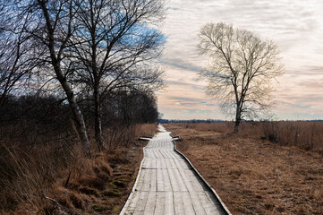 Wooden plank path through a peat bog