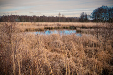 Bog landscape of high moor with small lake and birch forest in background