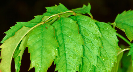 Raindrops on leaves close-up