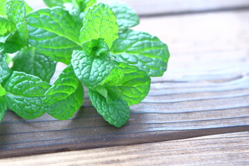 ミント © plants_ka