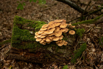 Wald Baumstamm Pilze Wachsen Natur